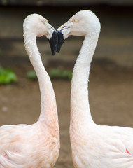 Obraz premium loving flamingo heart