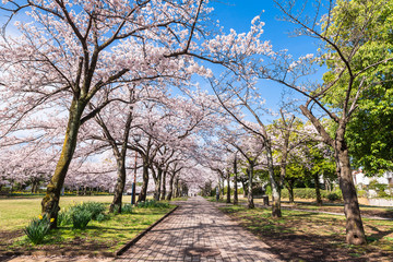 住宅街の桜並木