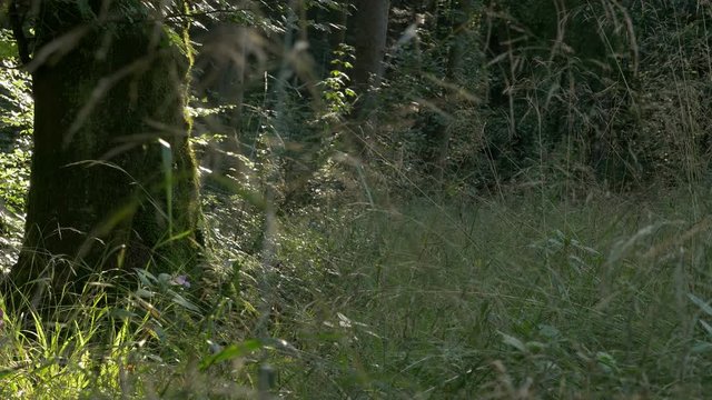 4K Forest in summer