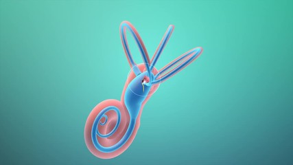 3D. Sense of balance in the inner ear. Ampullary cupula. 4K. Internal liquid structures of the cochlea and semicircular ducts. The membranous labyrinth contain the receptors for senses of equilibrium