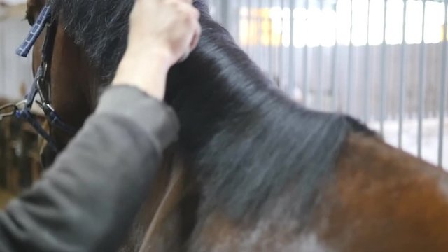 Male hand combing a black or brown horse mane in a stall. Young man combing a fetlock a mane stallion. Care for animals. Horseriding club. Slow mo, slowmotion, closeup, close up