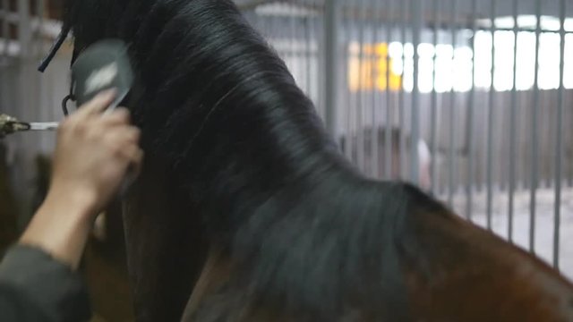Male hand combing a black or brown horse mane in a stall. Young man combing a fetlock a mane stallion. Care for animals. Horseriding club. Slow mo, slowmotion, closeup, close up