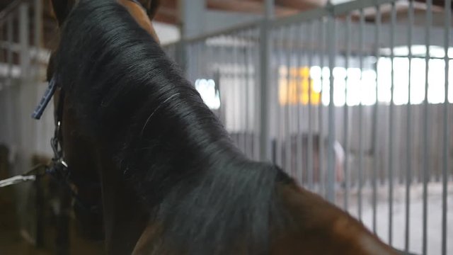 Male hand combing a black or brown horse mane in a stall. Young man combing a fetlock a mane stallion. Care for animals. Horseriding club. Slow mo, slowmotion, closeup, close up