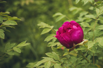 Paeonia suffruticosa pink flower
