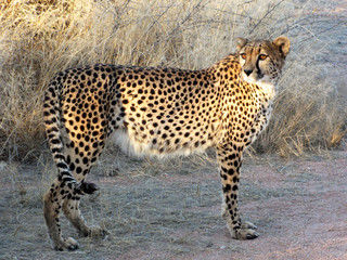 The Gepard © gerckens.photo