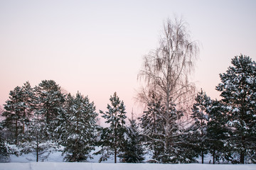 The landscape of pine forest in winter with snow on sky background