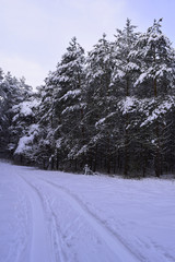 Firs in winter