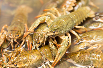 Live crayfish in the water as a background