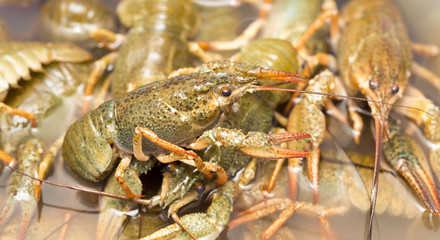 Live crayfish in the water as a background