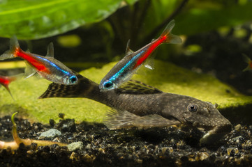 Ancistrus and neon tetra.