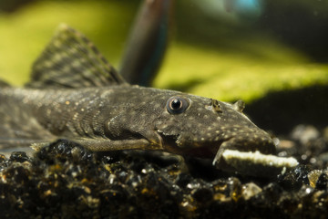 Ancistrus eating pellet on the bottom.