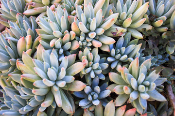Cactus succulent plant in a desert garden greenhouse