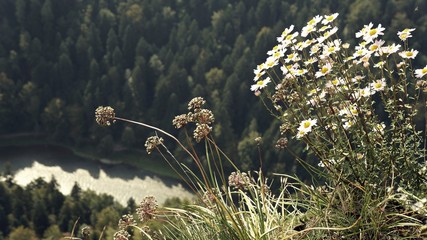 Kwiaty rumianku  na skalnym urwisku z rzeką w tle.
