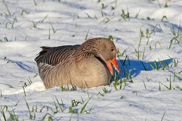 Graugans © karl.mock