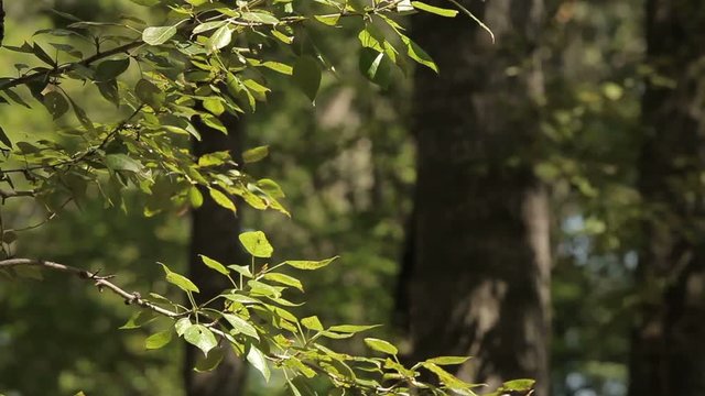 branch in the forest on a green background of trees
