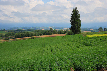 夏の美瑛の丘