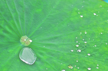 The lotus leaf is green which have drops of dew