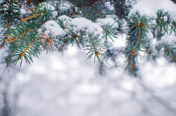 Winter background with frosty spruce  tree