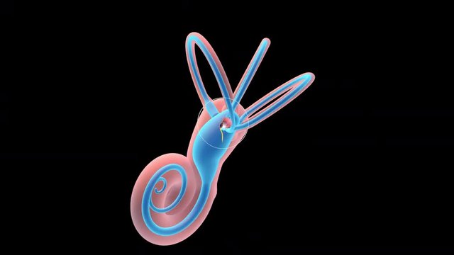 3D. Sense of balance, inner ear. Ampullary cupula. 4K. Ultra HD. Alpha Channel.  Internal liquid structures of the cochlea and semicircular ducts.