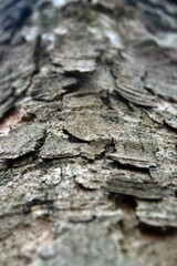 Pine Bark Germany 1