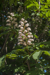 Chestnut Flower