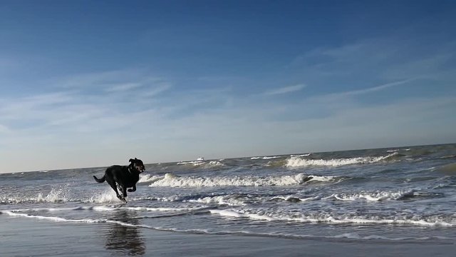 chien courant en slow motion