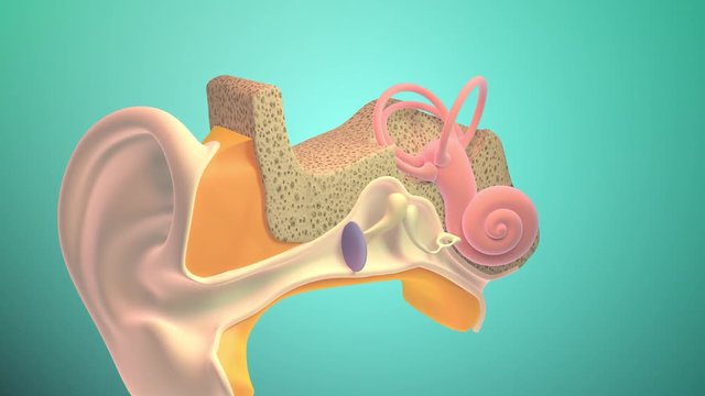 3D. Inner ear or internal ear 4K. Ultra HD. Chain of ossicles and their ligaments, seen from the front in a vertical, transverse section of the tympanum