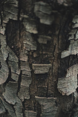 Detail of a tree trunk