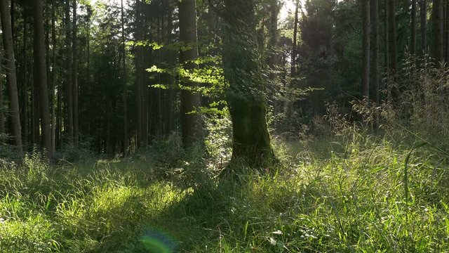 4K Forest in summer