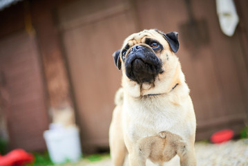 Obraz premium The pug puppy closeup
