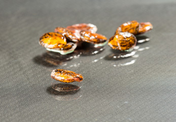 watermelon seed on the background of dark glass macro