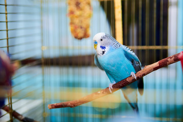 Home Wavy parrot with blue plumage sits on a perch