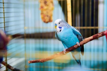 Tuinposter Home Golvende papegaai met blauw verenkleed zit op een baars © WormBlast