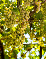 Grapes harvesting - white grape in a vineyard in sunny weather