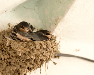 House Martin, Delichon urbica. Older chicks in nest