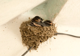 House Martin, Delichon urbica. Older chicks in nest