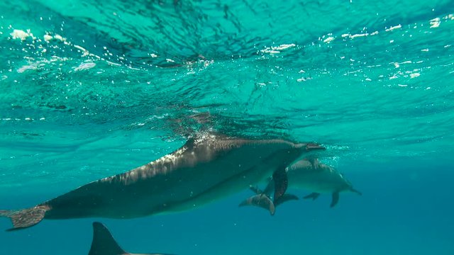 У дельфинов брачный период. Увлекательные подводные погружения в Красном море близ Египта.
