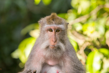 Watchful Monkey