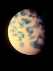 Magnifique observation d'une muqueuse buccale au M.O