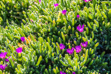 Green Ice plants with purple Flowers in California, USA
