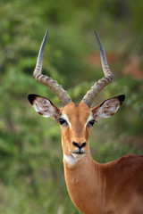 The impala (Aepyceros melampus) male portrait