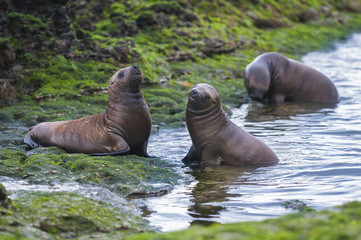Fototapeta premium Sea Lion , Patagonia , Argentina