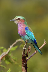 The lilac-breasted roller (Coracias caudatus) sitting on the branch with green background