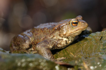 The common toad, European toad or simply the toad (Bufo bufo) on the stone