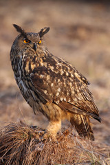 The Eurasian eagle-owl (Bubo bubo) sitting on the grass hill in the evening light