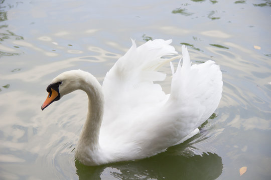 White swan swims in the lake