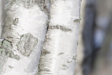 Fototapeta premium Birch