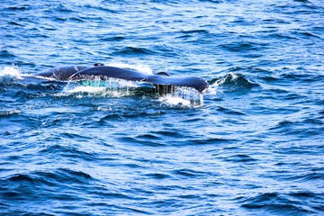 Whale tail with water drops in  a  blue ocean