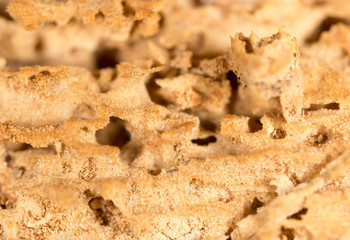 eaten tree bark. macro