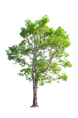 Isolated Trees on white background.